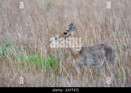 Ein weiblicher Südreedbuck oder gewöhnlicher Reedbuck (Redunca arundinum) im Hochgras des Nyika-Plateaus, Nyika-Nationalpark in Malawi. Stockfoto