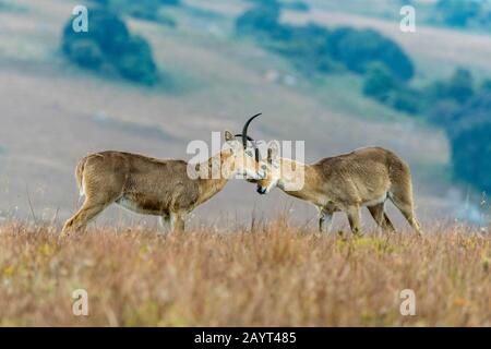 Zwei männliche Südreedbucks oder gemeinsamer Reedbuck (Redunca arundinum), die in den Grasländern des Nyika-Plateaus, Nyika-Nationalpark in Malawi kämpfen. Stockfoto