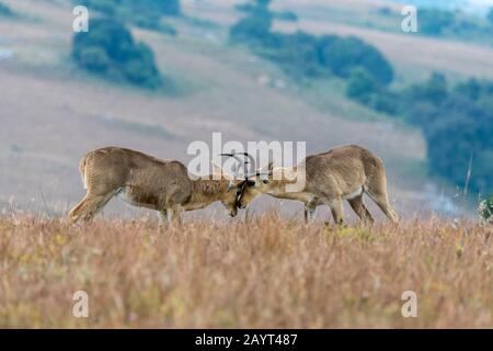 Zwei männliche Südreedbucks oder gemeinsamer Reedbuck (Redunca arundinum), die in den Grasländern des Nyika-Plateaus, Nyika-Nationalpark in Malawi kämpfen. Stockfoto