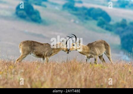 Zwei männliche Südreedbucks oder gemeinsamer Reedbuck (Redunca arundinum), die in den Grasländern des Nyika-Plateaus, Nyika-Nationalpark in Malawi kämpfen. Stockfoto