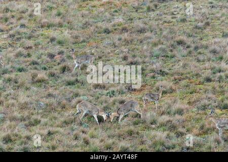 Zwei männliche Südreedbucks oder gemeinsamer Reedbuck (Redunca arundinum), die in den Grasländern des Nyika-Plateaus, Nyika-Nationalpark in Malawi kämpfen. Stockfoto