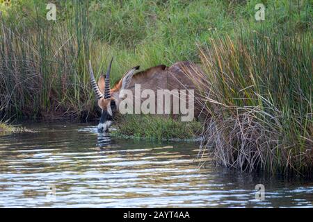 Eine Roan-Antilope (Hippotragus equinus) ernährt sich von Wasserpflanzen eines Sees auf dem Nyika-Plateau, Nyika-Nationalpark in Malawi. Stockfoto