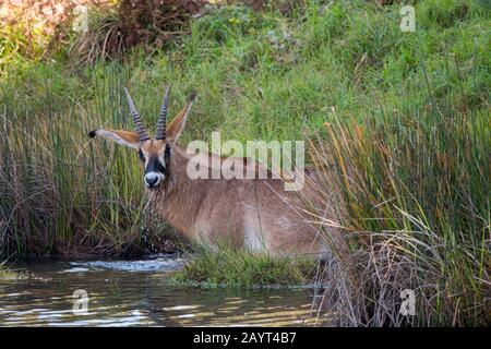 Eine Roan-Antilope (Hippotragus equinus) ernährt sich von Wasserpflanzen eines Sees auf dem Nyika-Plateau, Nyika-Nationalpark in Malawi. Stockfoto