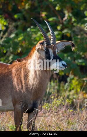 Porträt einer Roan-Antilope (Hippotragus equinus) auf dem Nyika-Plateau, Nyika-Nationalpark in Malawi. Stockfoto