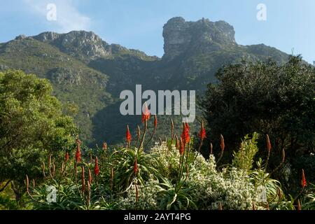 Die Aloe blüht im Kirstenbosch National Botanical Gardens in Kapstadt, Südafrika mit Tafelberg im Hintergrund. Stockfoto