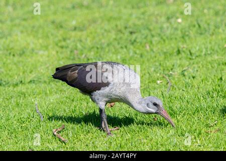 Hadada Ibis (Bostrychia hagedash), die auf einem Rasen im Kirstenbosch Botanical Gardens in Kapstadt, Südafrika, speisen. Stockfoto