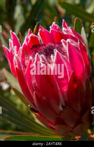 Nahaufnahme einer Protea Liebenkirschblüte im Kirstenbosch National Botanical Gardens in Kapstadt, Südafrika. Stockfoto
