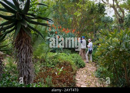 Menschen, die blühende Aloe Pflanzen im Kirstenbosch National Botanical Gardens in Kapstadt, Südafrika Filmen. Stockfoto