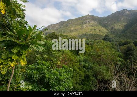 Blick vom Vordachgang des hundertjährigen Baums im Kirstenbosch National Botanical Gardens in Kapstadt, Südafrika. Stockfoto