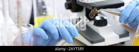 Weibliche Chemiker Hand in blau Schutzhandschuhe Forschung Stockfoto