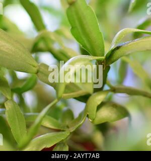 Schlumbergera - Pflanzen für Haus Stockfoto