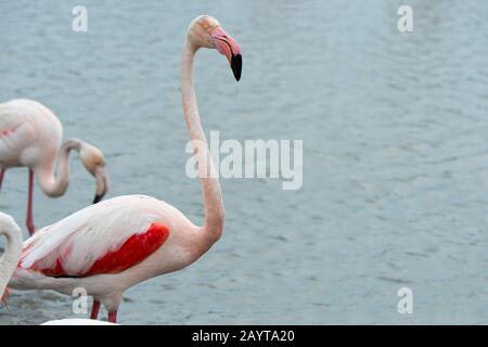 Größere Flamingo (Phönicopterus roseus), die Flügel ausbreitet, am Vogelpark Pont de Grau, einem von der UNESCO als Biosphärenreservat ausgewiesenen Biosphärenreservat, in der Nähe von Sainte-Marie de l Stockfoto