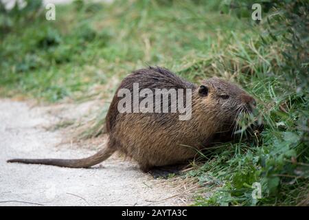 Der Coypu (Myocastor Coypus), auch Flussratte oder Nutria genannt, ist ein großer, herbivorer, semi-aquatischer Nagetier; hier am Vogelpark Pont de Grau, Stockfoto