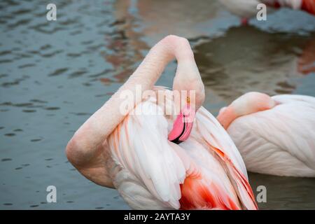 Der größere Flamingo (Phönicopterus roseus), der die Federn im Vogelpark Pont de Grau, einem von der UNESCO ausgewiesenen Biosphärenreservat, in der Nähe von Saintes Mari, vorstellt Stockfoto