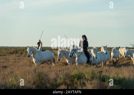 Wächter (Camargue Cowboys), die Camargue Pferde durch die Marschländer der Camargue in Südfrankreich herauspleißen. Stockfoto