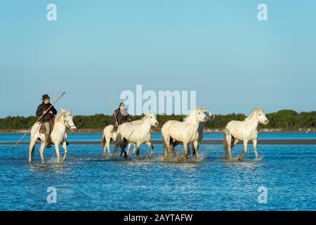 Wächter (Camargue Cowboys), die Camargue Pferde durch die Marschländer der Camargue in Südfrankreich herauspleißen. Stockfoto