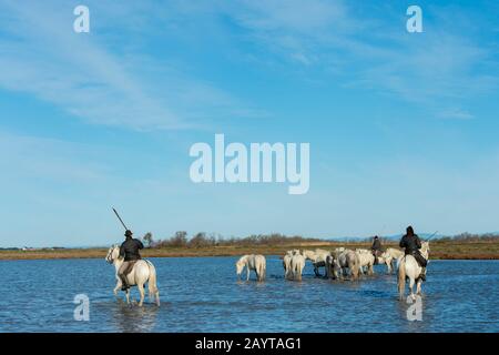 Wächter (Camargue Cowboys), die Camargue Pferde durch die Marschländer der Camargue in Südfrankreich herauspleißen. Stockfoto