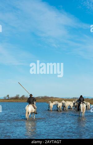 Wächter (Camargue Cowboys), die Camargue Pferde durch die Marschländer der Camargue in Südfrankreich herauspleißen. Stockfoto