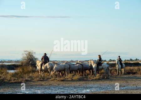 Wächter (Camargue Cowboys), die Camargue Pferde in einem Sumpf der Camargue in Südfrankreich herauspreizen. Stockfoto