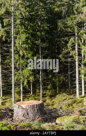 Baumstumpf aus einem neu geschnittenen Baum in einem Nadelwald Stockfoto