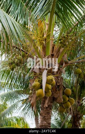 Blick auf die Blumen und Früchte (Kokosnüsse) an einer Kokospalme in Playa del Carmen an der Ostküste der Halbinsel Yucatán am karibischen Meer i Stockfoto