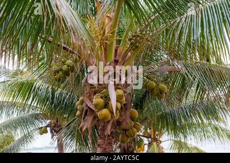 Blick auf die Blumen und Früchte (Kokosnüsse) an einer Kokospalme in Playa del Carmen an der Ostküste der Halbinsel Yucatán am karibischen Meer i Stockfoto