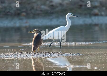 Indischer Teich Heron steht in der Nähe eines Teiches, während der kleine Egret zu Fuß vorbei geht Stockfoto