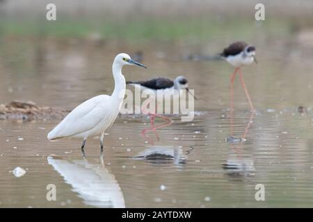 Little Egret watet in einem Teich mit schwarz geflügelten Stelzen Stockfoto