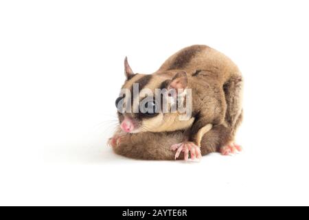 Sugar Glider - Petaurus breviceps isoliert auf weißem Hintergrund Stockfoto