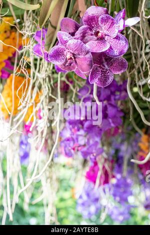 Orchideen, die im Rahmen des Orchideenfestes der Kew Gardens ausgestellt werden. Stockfoto