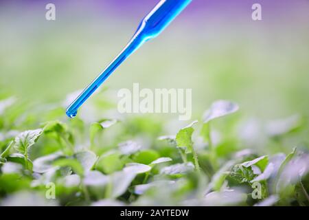 Nahaufnahme der Laborpipette, die blaue Flüssigkeit auf frischen grünen Blättern im Gewächshaus der Baumschule abtropft, Kopierraum Stockfoto