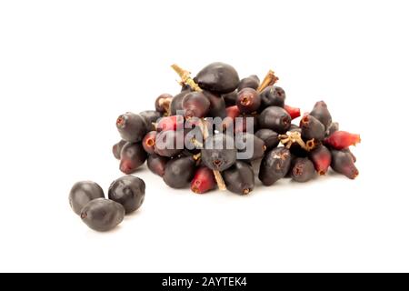 Syzygium cumini, schwarze Pflaume, Jamun oder Syzygium cumini isoliert auf weißem Grund Stockfoto