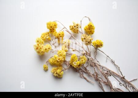 Haufen getrockneter gelber Feldblumen isoliert auf weißem Grund Stockfoto
