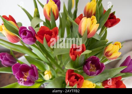 Anzeige von mehrfarbigen Federtulpen Stockfoto