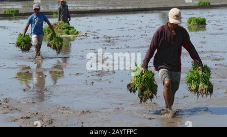 Banay Banay, Davao Oriental, Philippinen - März 2016: Landarbeiter waten im Schlamm, um die Reissämlinge für die Bepflanzung bereit zu machen. Stockfoto