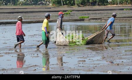 Banay Banay, Davao Oriental, Philippinen - März 2016: Die Arbeiter von FRicefield waten im Schlamm, um die Reissämlinge für die Bepflanzung vorzubereiten. Stockfoto