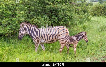 Tiermotherschaft - Interaktion zwischen einer Zebrastute und ihrem Fohlenbild im horizontalen Format Stockfoto
