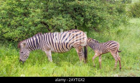 Tiermotherschaft - Interaktion zwischen einer Zebrastute und ihrem Fohlenbild im horizontalen Format Stockfoto