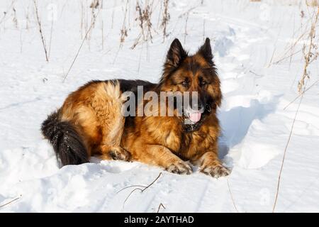 Deutscher Hirtenhund liegt im Schnee, Hund ruht im Schnee Stockfoto