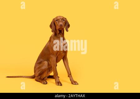 Wunderschönes, ungarisches vizsla-hund-Studio-Porträt mit Ganzkörper-Studio. Hund sitzt und blickt auf Kamera, Seitenansicht über hellgelben Hintergrund. Stockfoto