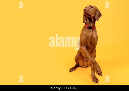 Wunderschönes, ungarisches vizsla-hund-Studio-Porträt mit Ganzkörper-Studio. Hund trägt roten Kragen über hellgelbem Hintergrund. Stockfoto