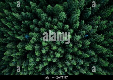 Pinienwälder, die von einer Drohne aus gesehen werden Stockfoto