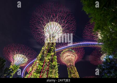 Supertrees bei Nacht, Brücke oder Skyway zwischen den Bäumen, Supertree Grove, Gardens by the Bay, Singapur Stockfoto