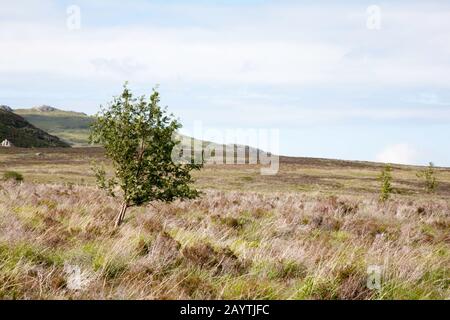 Rowan Tree by Footpath im Tal des Afon Porth-Llewyd Conwy Valley Snowdonia North Wales Stockfoto