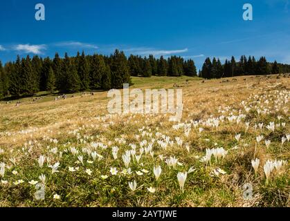 Weiße Krokusblüten (Crocus) auf der Alm, Teichalm, Sommeralm, Styria, Österreich Stockfoto