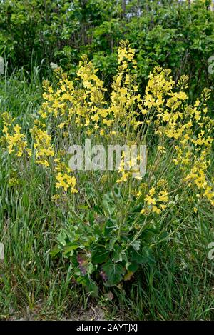 Helgoländer Klippenkohl (Brassica oleracea), gelbe Blumen, endemisch auf Helgoland, Nordsee, Schleswig-Holstein, Deutschland Stockfoto