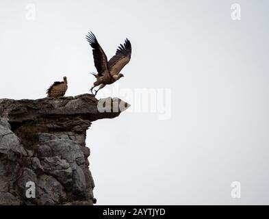 Ein Paar Geier auf einem Felsen, als einer von ihnen in Maderuelo in Spanien fliegt Stockfoto