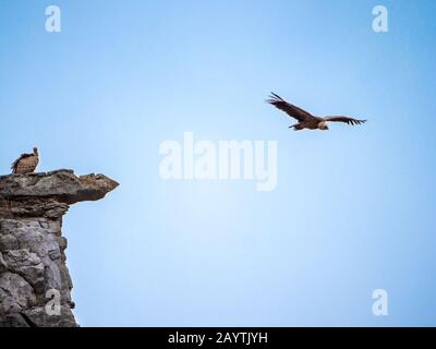 Ein Geier auf einem Felsen, während ein anderer Geier in Maderuelo in Spanien am Himmel fliegt Stockfoto