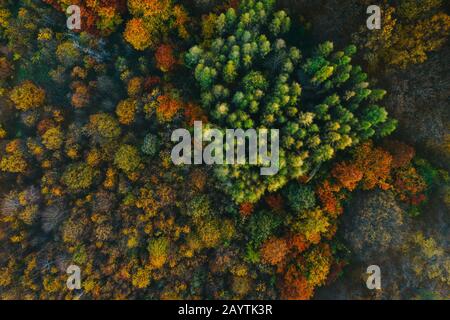 Bunte Bäume im Herbst von einer Drohne aus gesehen. Bäume in Form eines Herzens gepflanzt. Stockfoto