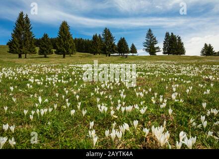 Weiße Krokusblüten (Crocus) auf der Alm vor einem Spruzenwald (Picea), Sommeralm, Alm, Styria, Österreich Stockfoto